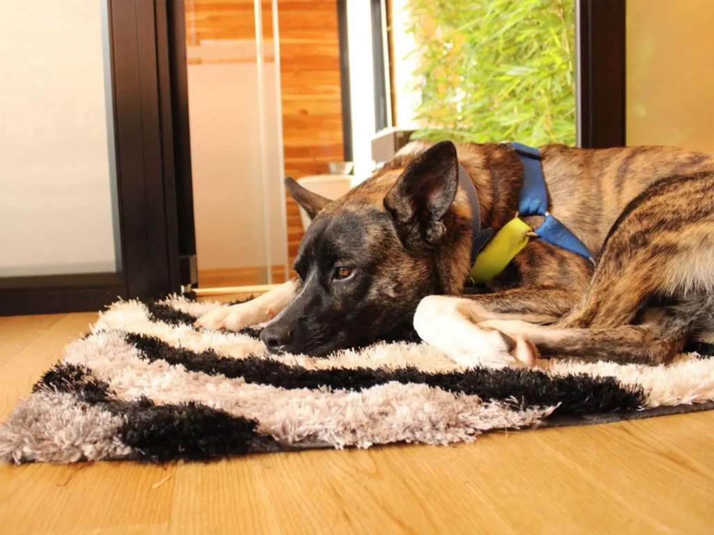 cabanas pet friendly La Calera